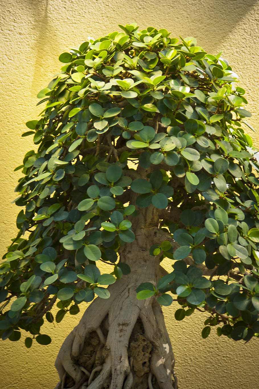 bonsai, tree, garden, miniature, ornamental, potted, plant HD wallpaper
