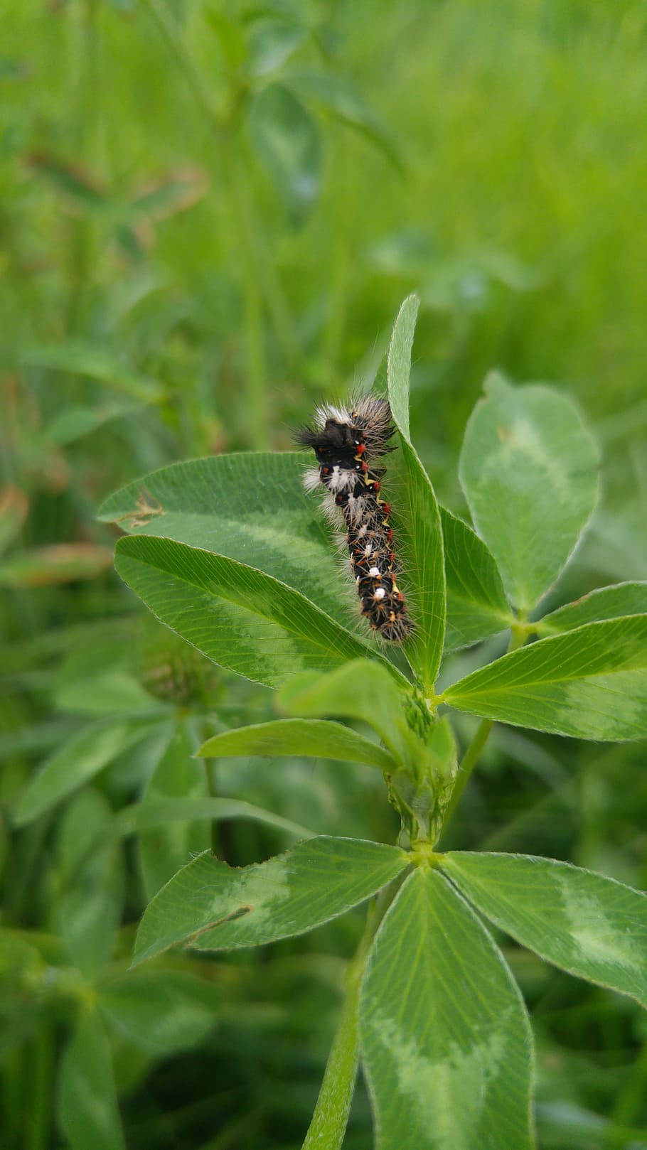 leaf, nature, plant, insect, closeup, the environment, biology HD wallpaper