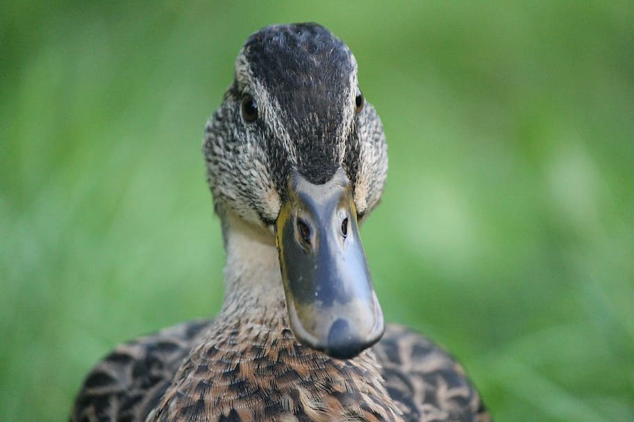 duck, brown, female, bird, wildlife, mallard, waterfowl, beak HD wallpaper