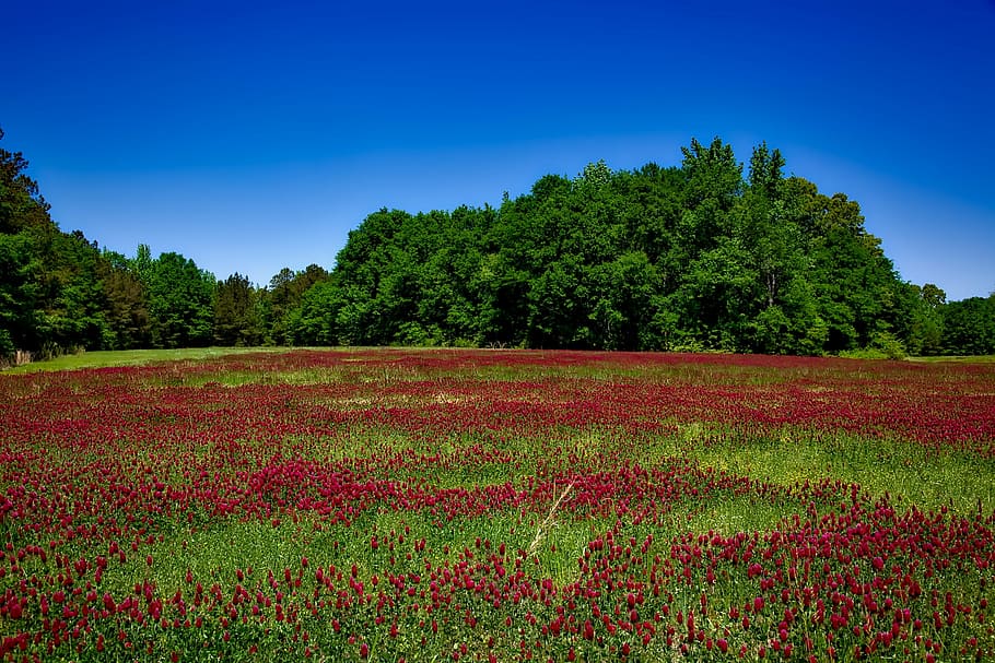 field of red petaled flowers during daytime, alabama, plants, HD wallpaper