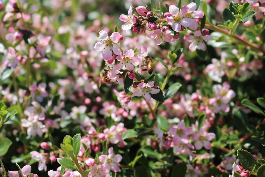 flowers, bees, summer, flowering plant, growth, freshness, beauty in nature HD wallpaper