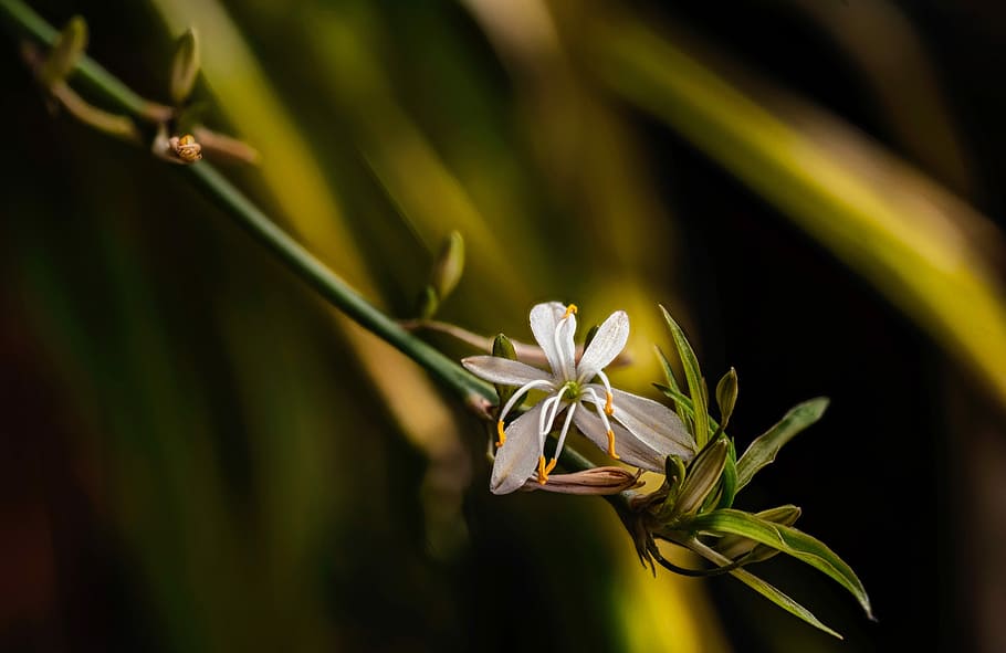 small flower, nature, plant, flowering plant, beauty in nature HD wallpaper
