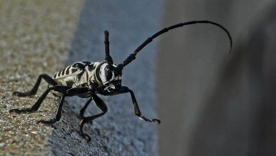 insect, insects, macro, nature, grasshopper, fauna, campaign HD wallpaper