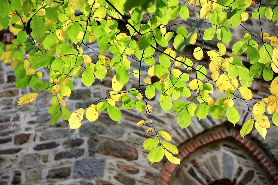 leaves, tree, branch, wall, masonry, autumn, leaf, plant part HD wallpaper