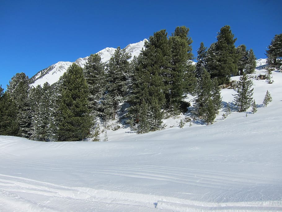 winter landscape, forest, snow, pine, conifer, trees, ski trail HD wallpaper