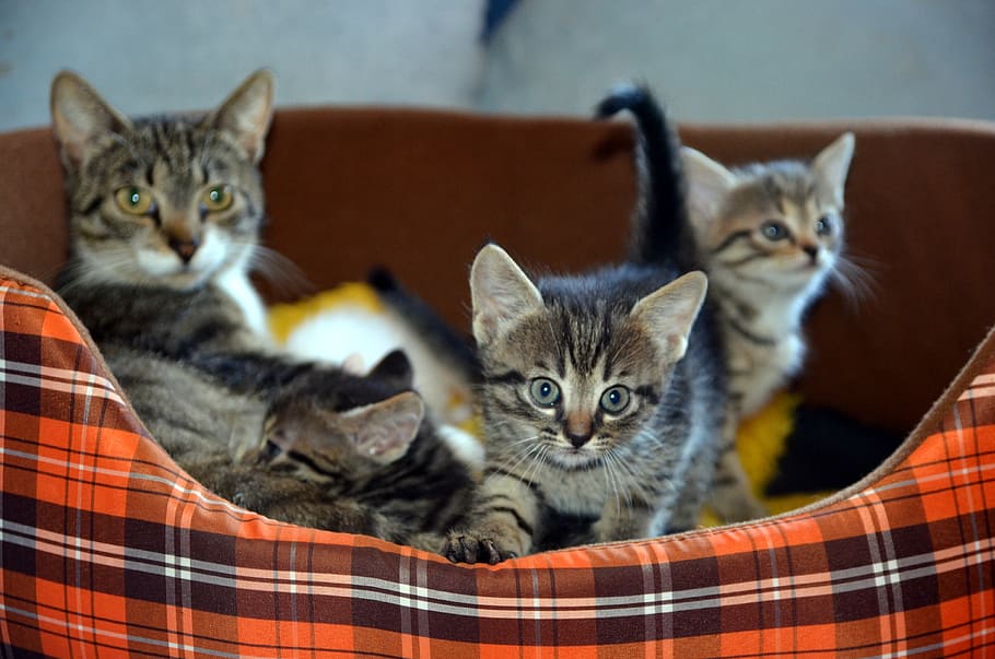 brown tabby cat and three kittens on pet bed, family, love, happy