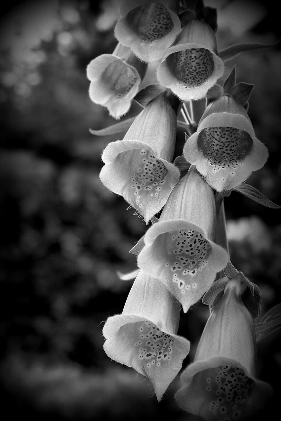 thimble, flora, bell flower, plant, growth, close-up, flowering plant HD wallpaper