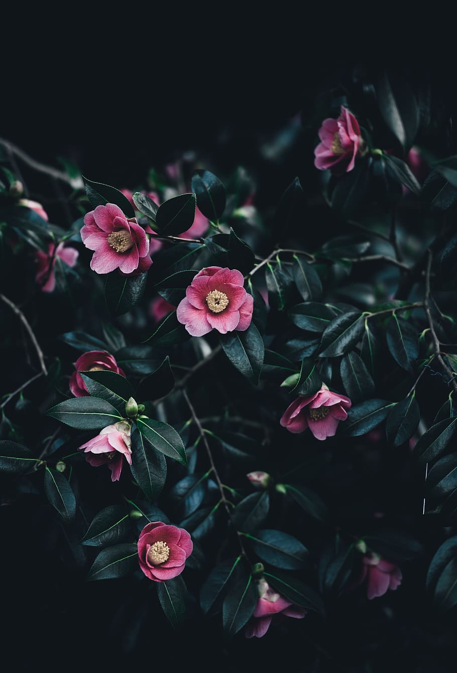 dark, leaf, plant, nature, flower, flowering plant, beauty in nature HD wallpaper