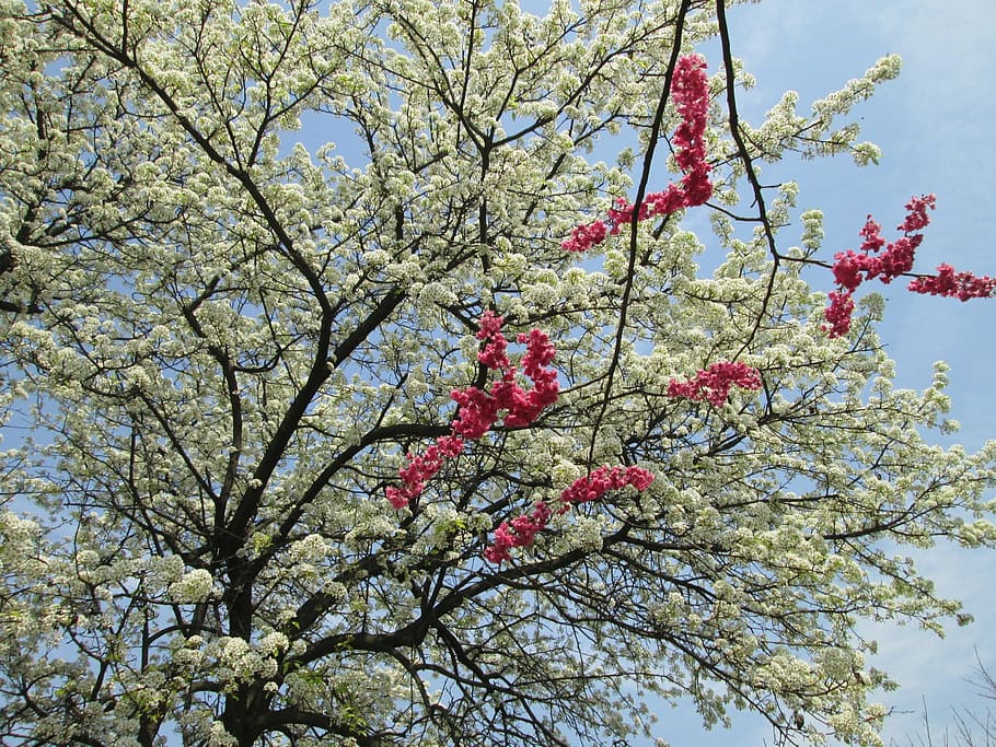 cherry blossom, white, red, park, plant, tree, flowering plant HD wallpaper
