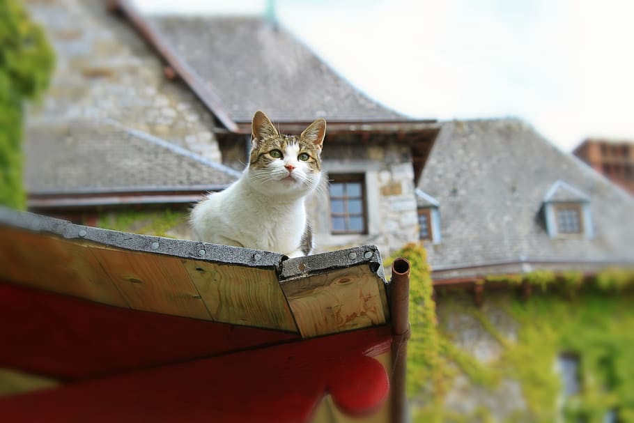 shallow focus photography of cat, Animal, Pet, Curious, Domestic Cat HD wallpaper