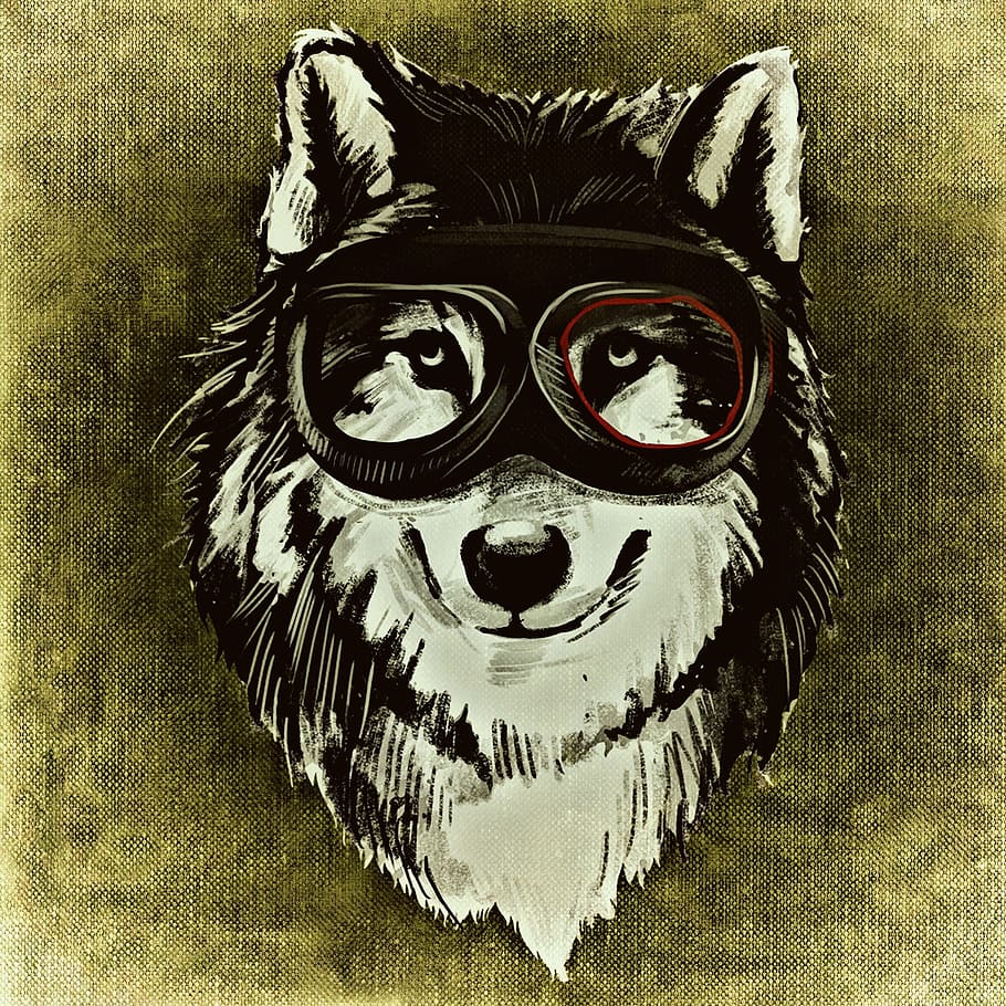 white and black wolf wearing goggles digital wallpaper, dog HD wallpaper