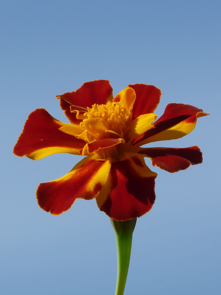 Marigold, Blossom, Bloom, Flower, colorful, red, orange, marigolds HD wallpaper