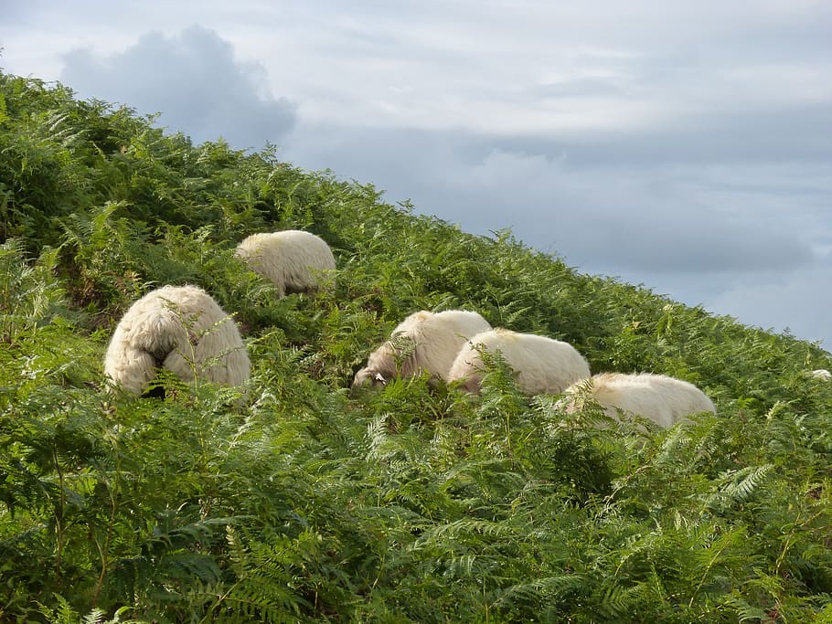 sheep, pyrenees, ferns, pacer, graze pastures, greenery, navarre, HD wallpaper