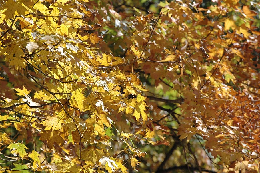 fall, autumn, leaves, tree, season, yellow, orange, foliage HD wallpaper