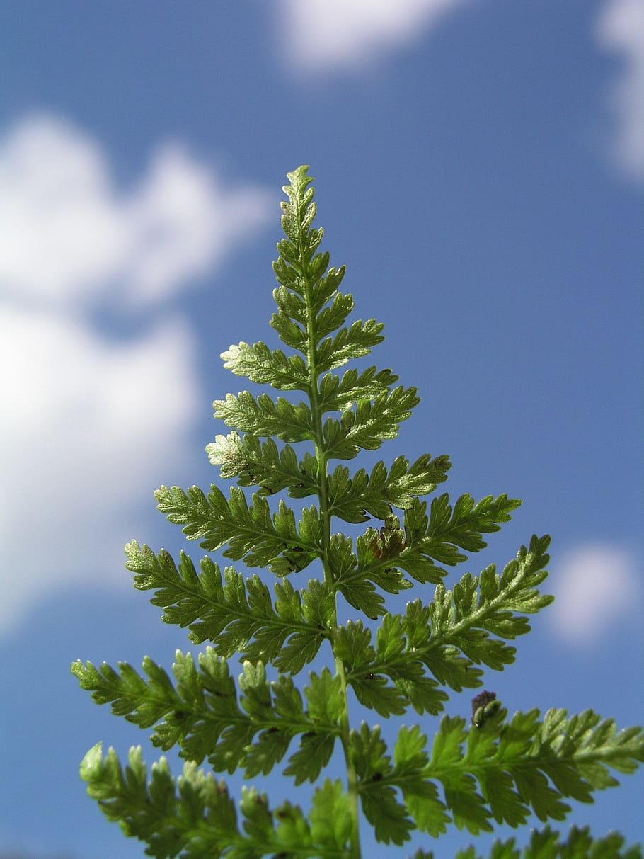 fern, nature, grass, leaf, plant, growth, green color, beauty in nature HD wallpaper