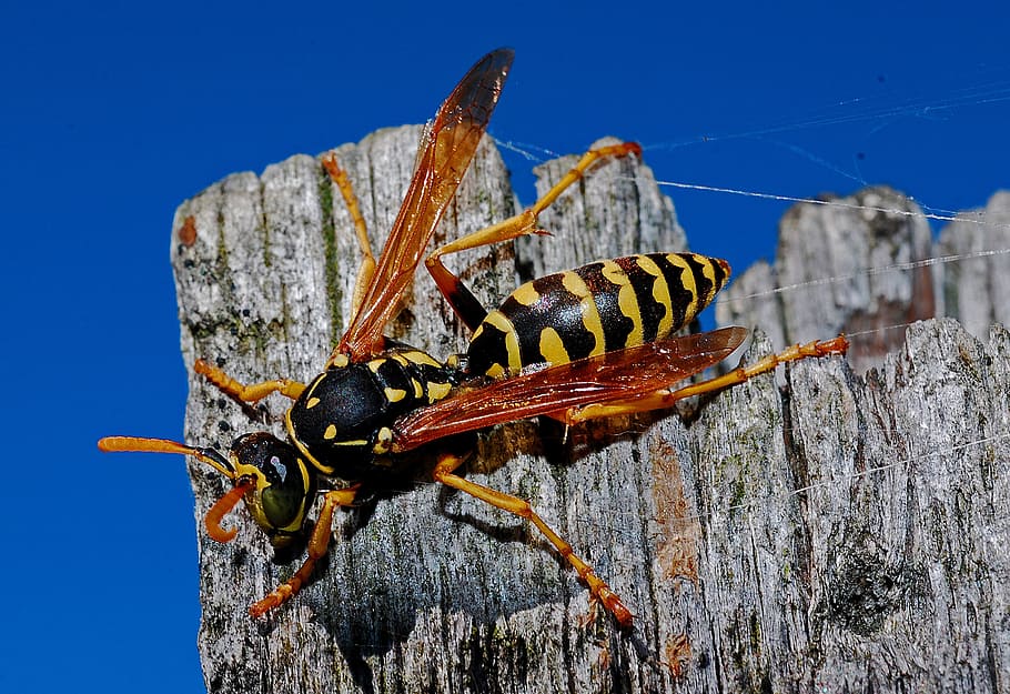 nature, animal, bee, insect, close-up, wasp, animal wildlife HD wallpaper