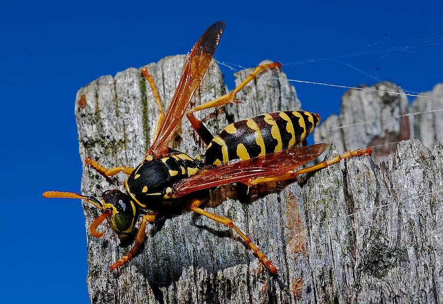black and yellow wasp perched on gray wooden surface, macro HD wallpaper