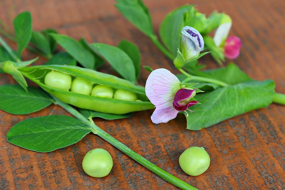 green leafed plant, pea, pod, vegetables, nature, freshness HD wallpaper