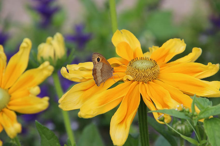 butterfly, flower, summer, bug, garden, flowering plant, animal themes HD wallpaper