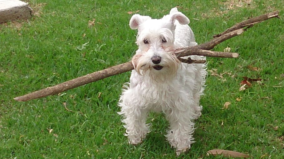 can a american eskimo dog and a miniature schnauzer be friends