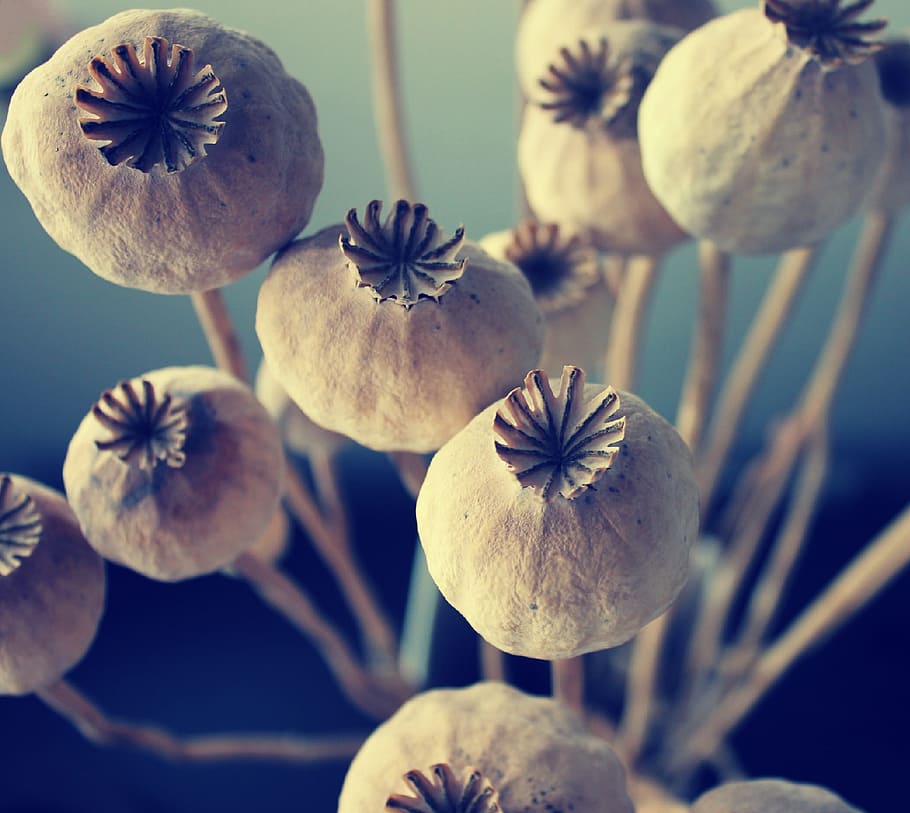 Poppyhead, Shadow, Light, Decoration, nature, flower, plant HD wallpaper