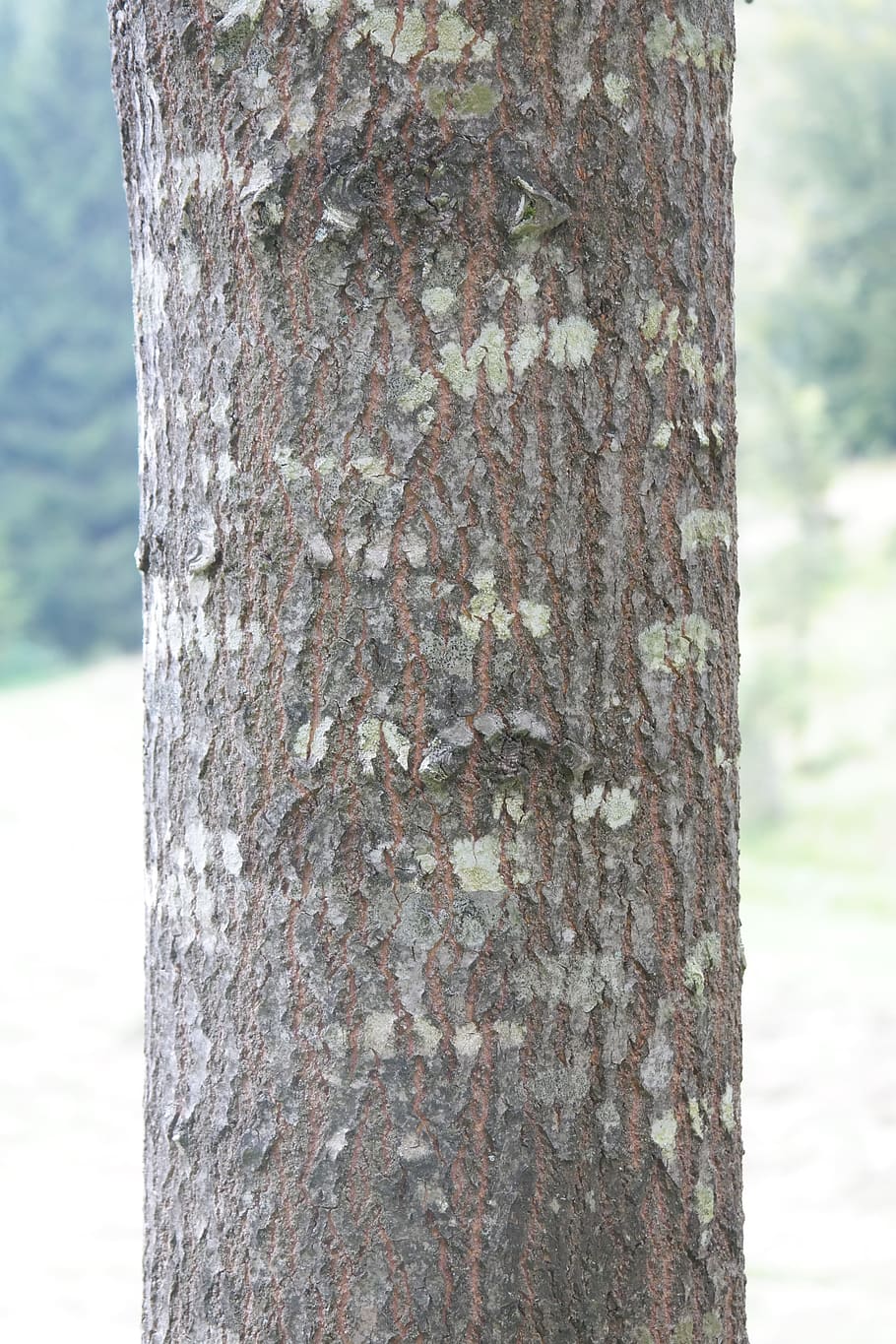 Tribe, Log, Bark, Aspen, Agrimony, populus tremula, poplar HD wallpaper