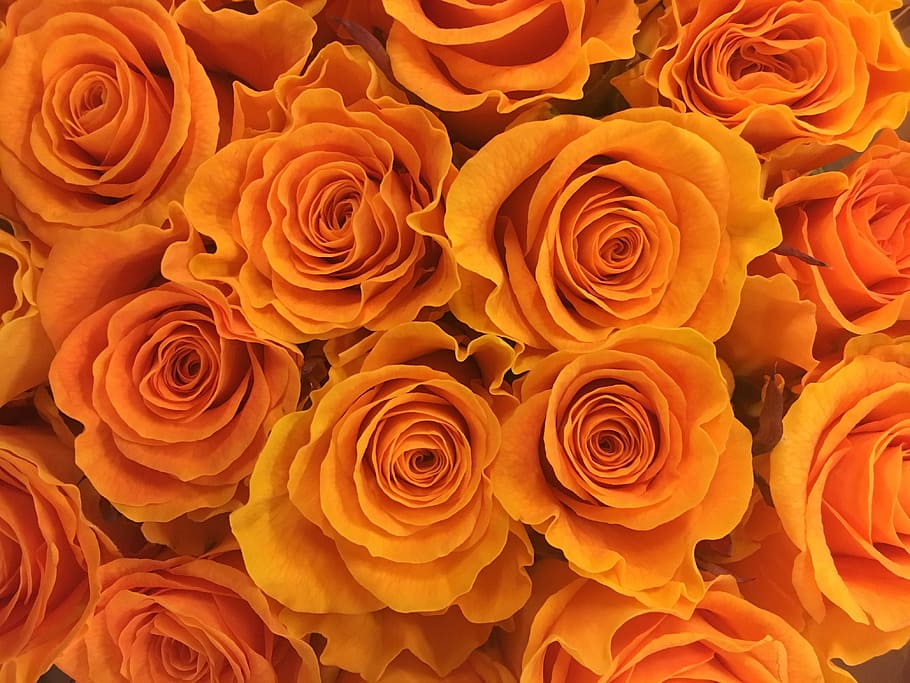 Flowers Aesthetic  Orange Wallpaper Download  MobCup