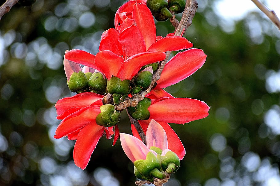 nature, tree, flower, flora, garden, season, outdoors, branch HD wallpaper