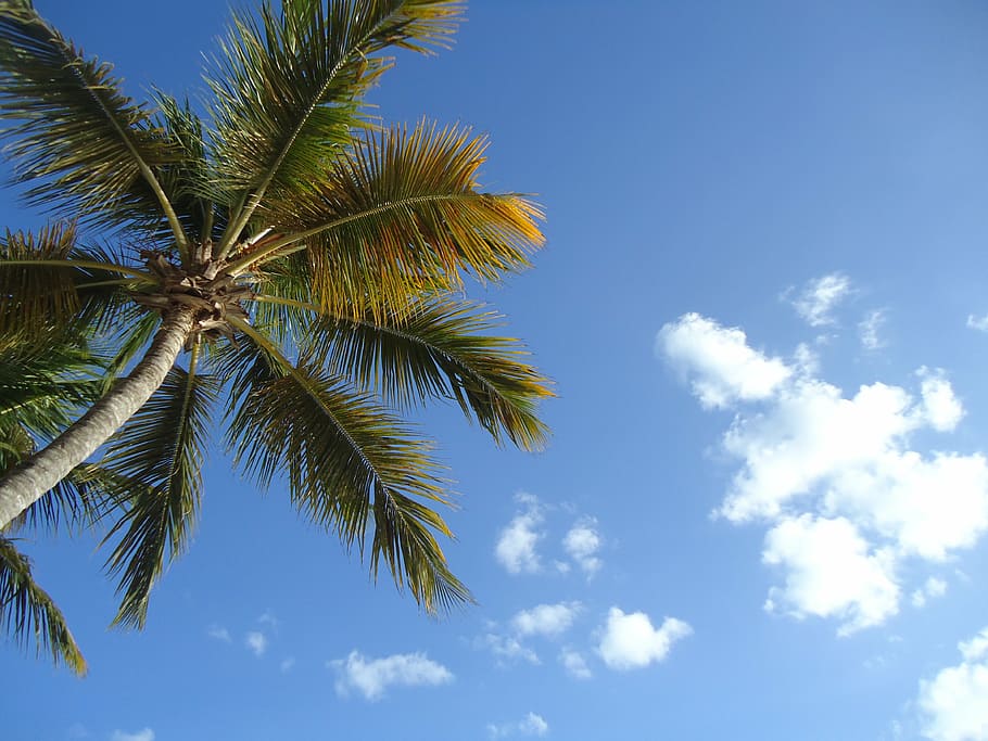 palm, cloud, sky, holiday, tree, tropical climate, palm tree HD wallpaper