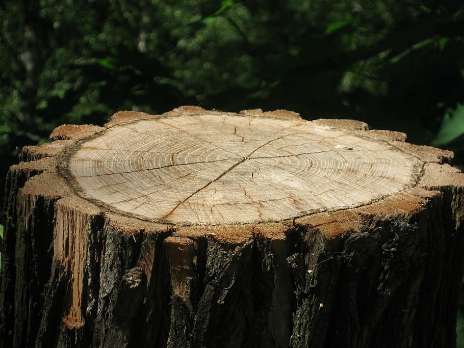 tree stump, tree bark, wood, forest, wood - material, log, deforestation HD wallpaper
