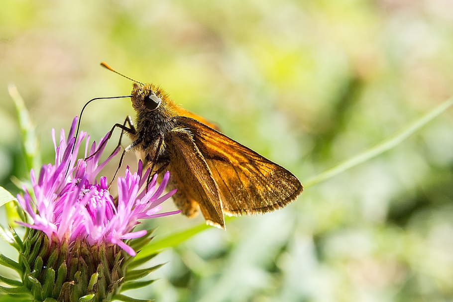 brown moth perching purple flowers at daytime, butterfly, blossom, HD wallpaper