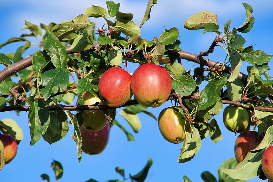 apple, tree, nature, fruit, healthy eating, food and drink HD wallpaper