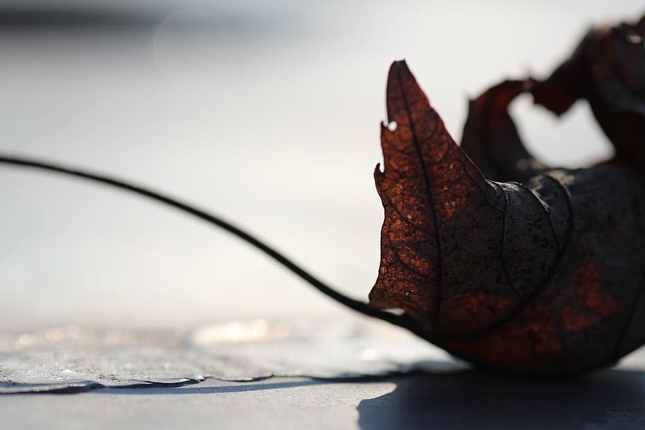 autumn, leaf, wither, transience, colorful, wall, close-up HD wallpaper