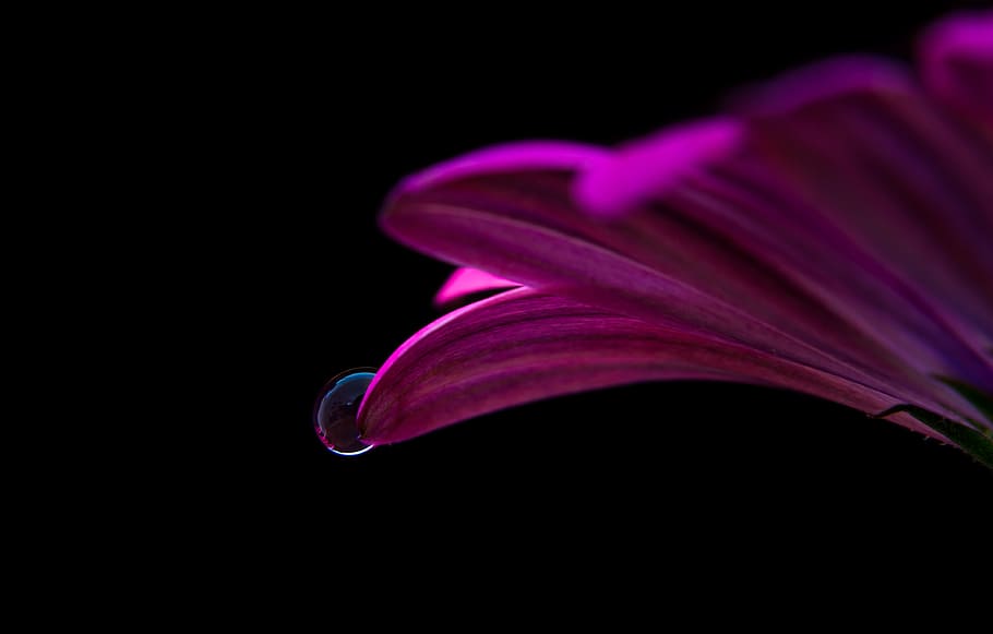 flower, macro, drop, water drop, purple, no people, close-up HD wallpaper