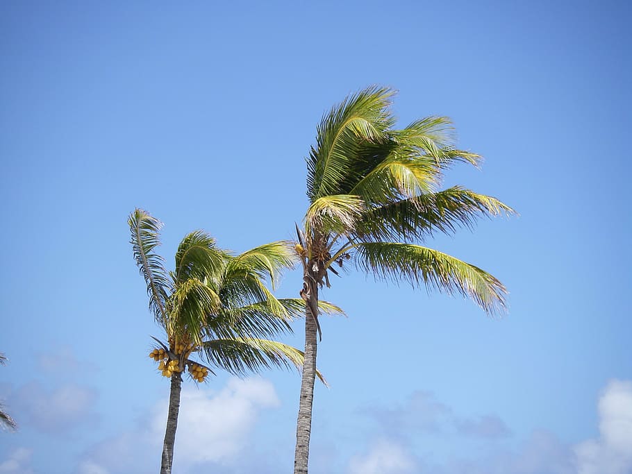 palm trees, beach, mauritius, nature, blue, summer, tropical Climate HD wallpaper