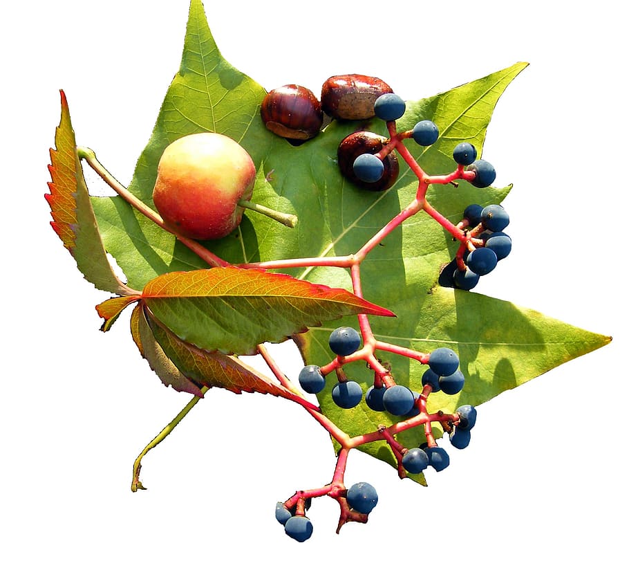 leaf, wine, fruits, brown, autumn, decoration, autumn decoration HD wallpaper