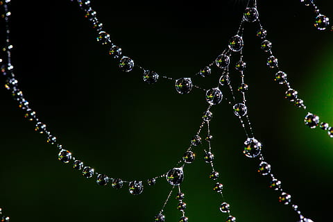 water dew, spider web, bokeh, nature, insect, cobweb, pattern HD wallpaper
