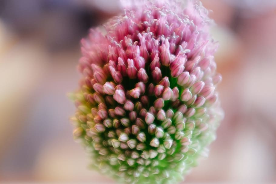 Flower close up, nature, close-up, plant, macro, single Flower HD wallpaper