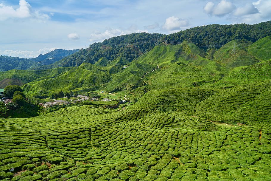 landscape photography of green hills, Tea, Field, Plant, Tiny, HD wallpaper