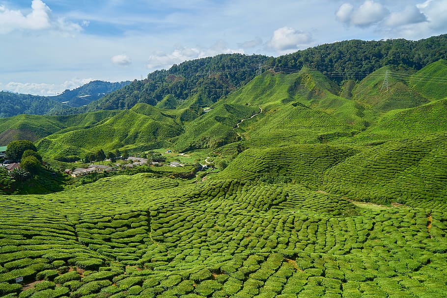 landscape photography of green hills, Tea, Field, Plant, Tiny HD wallpaper