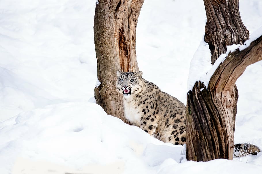 brown and black leopard in daytime, snow leopard, cat, big cat HD wallpaper
