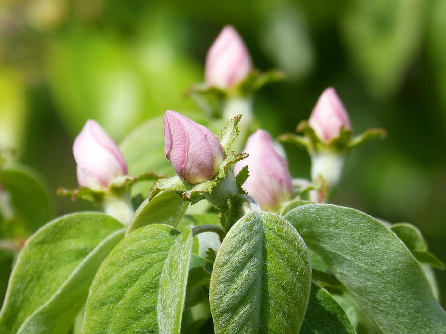 Quince, Fruit Tree, Cocoons, flowering tree, sprout, green color HD wallpaper