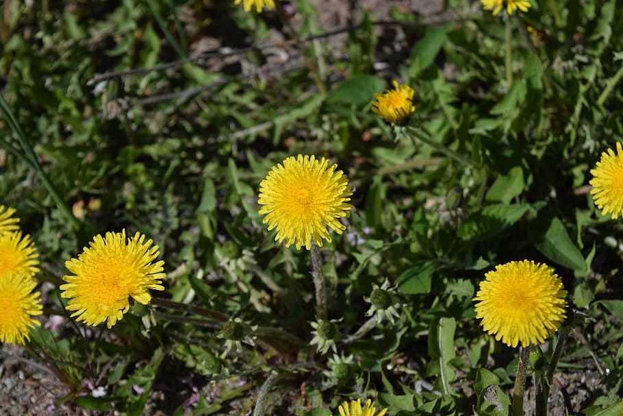 flowers, nature, yellow, spring, summer, spring flower, flora HD wallpaper