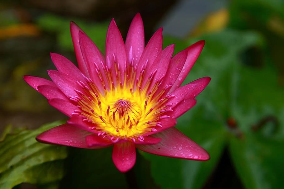 Lotus, Taiwan, nature, water Lily, plant, flower, lotus Water Lily HD wallpaper
