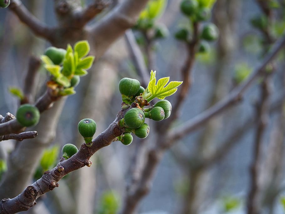 fruit, mature, botany, figs, spring, outbreaks, green, leaves HD wallpaper