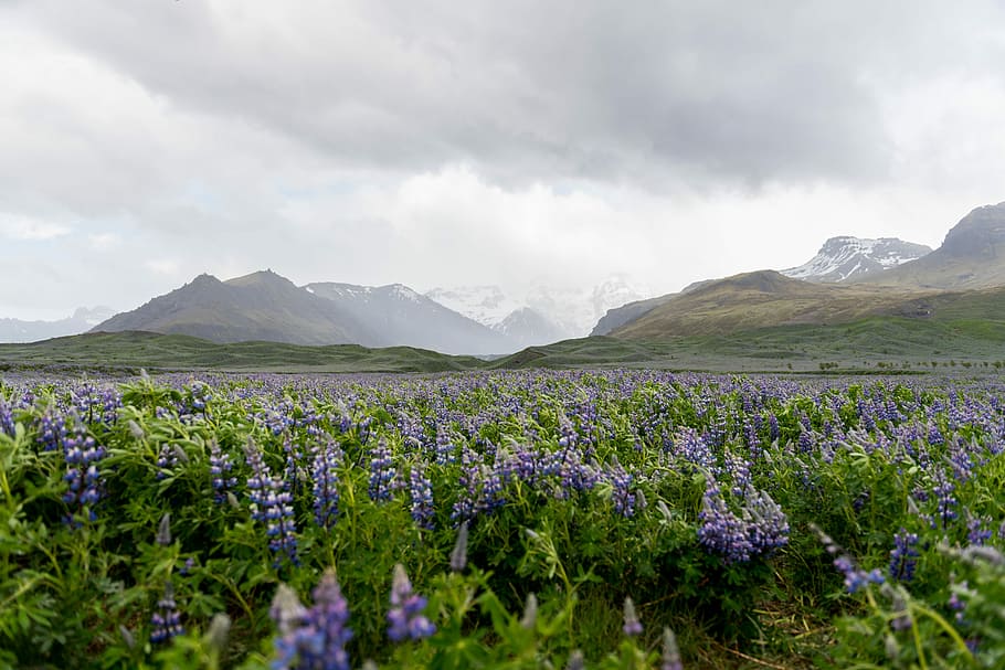 purple petaled flowers, purple flowers during daytime, mountain HD wallpaper