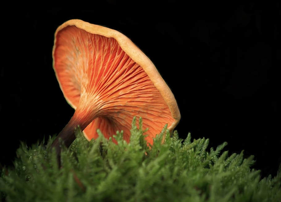 orange mushroom, mushrooms, nature, forest, autumn, moss, fouling, HD wallpaper