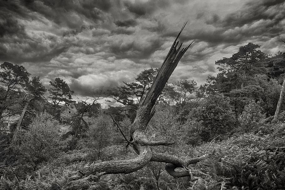 black and white, landscape, dead tree, forest, dramatic, dynamic HD wallpaper