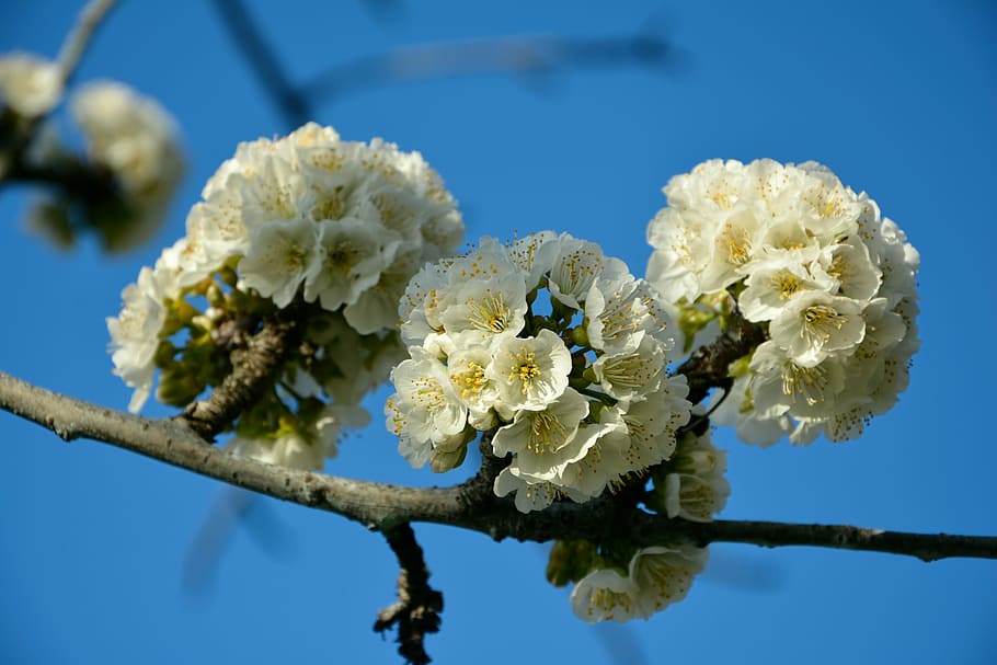 Cherry, Flower, Spring, Nature, Sprig, fragility, close-up HD wallpaper
