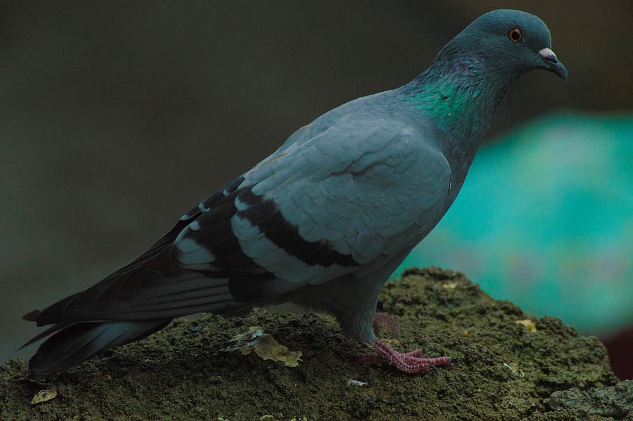 Nature, Glow, Light, bird, one animal, animal themes, animal wildlife HD wallpaper